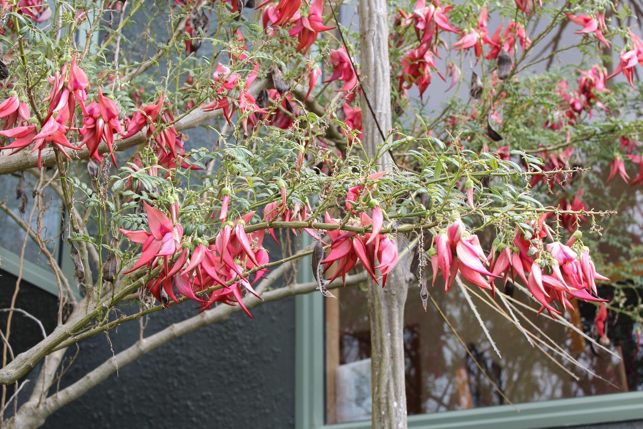 Tui Hideaway Bed and Breakfast Invercargill Buitenkant foto